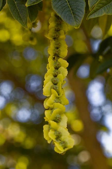 Jardin Botanique de la Bastide-012
